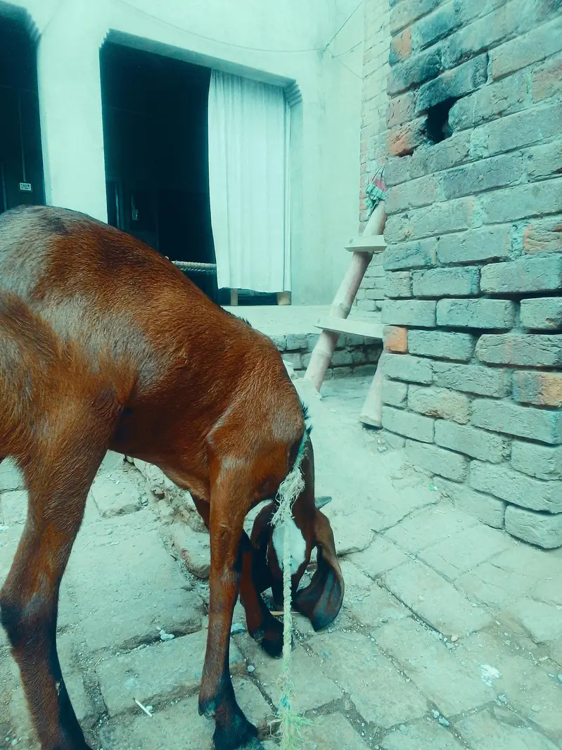 Desi Bakra For sale — photo 2
