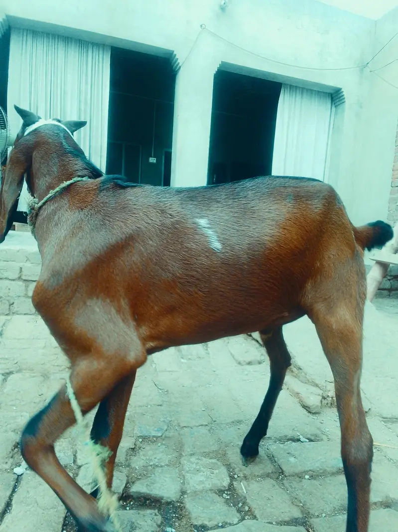 Desi Bakra For sale — photo 3