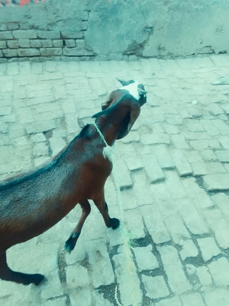 Desi Bakra For sale — photo 4