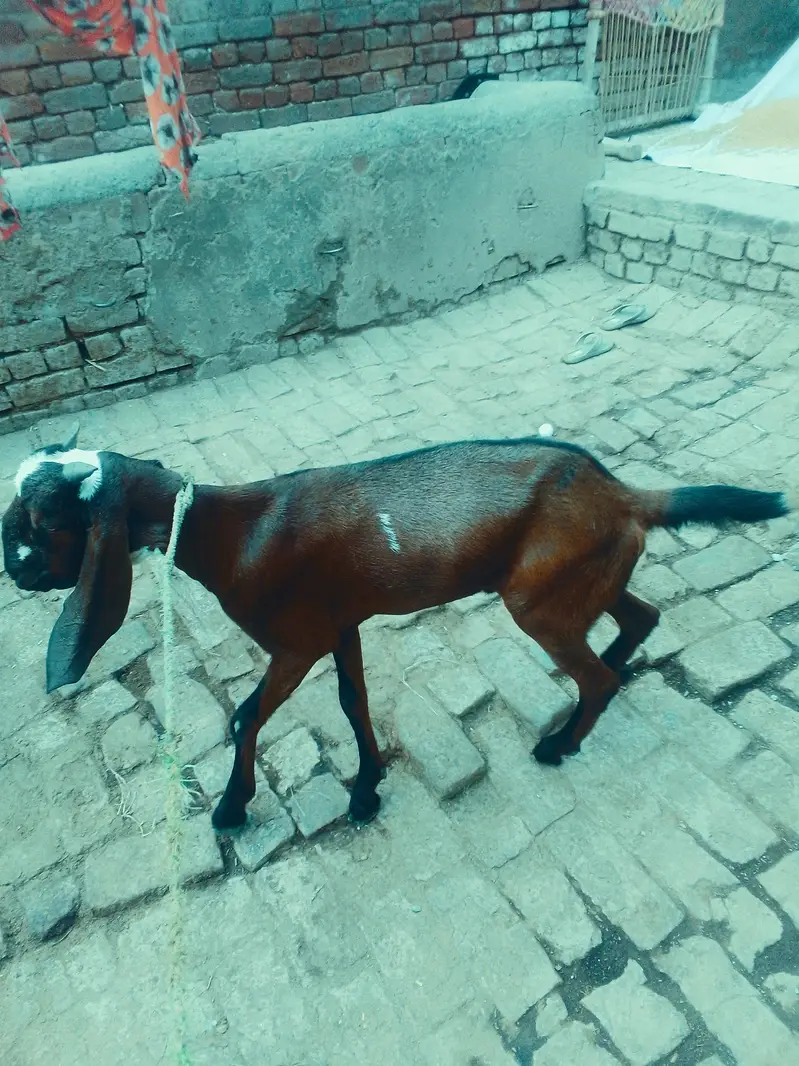 Desi Bakra For sale — photo 5