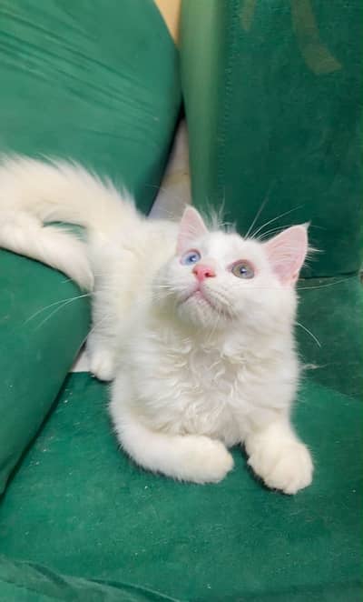Rare Odd Eyes Male Kitten 1 Blue 1 Hazel Eye Home Raised Islamabad