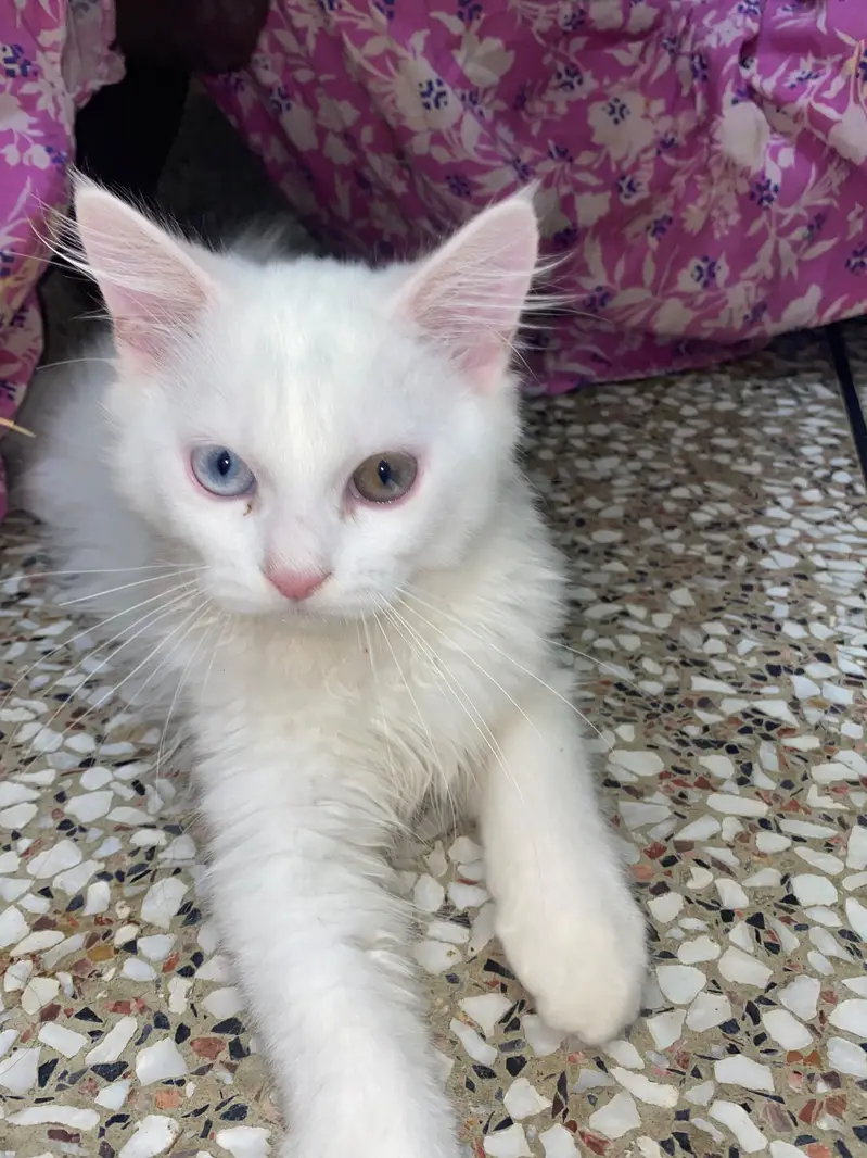 Rare Odd Eyes Male Kitten 1 Blue 1 Hazel Eye Home Raised Islamabad — photo 4