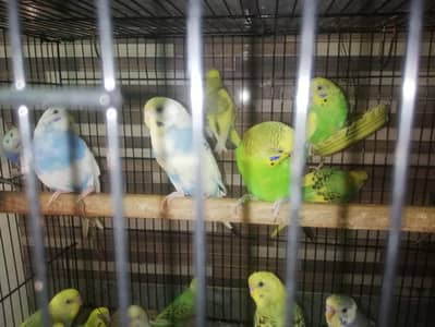 Budgies and lovebirds' pair for sale