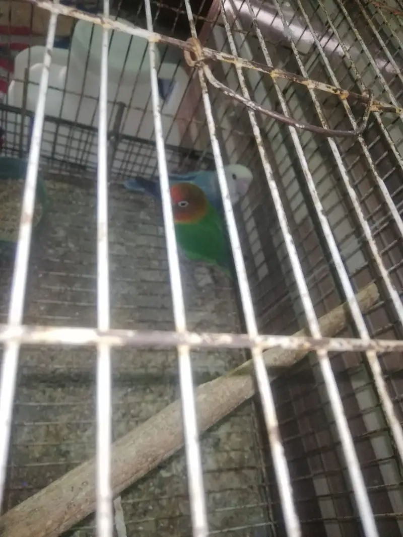 Budgies and lovebirds' pair for sale — photo 3