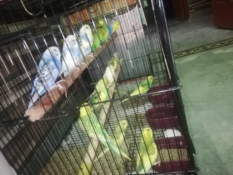 Budgies and lovebirds' pair for sale — photo 4