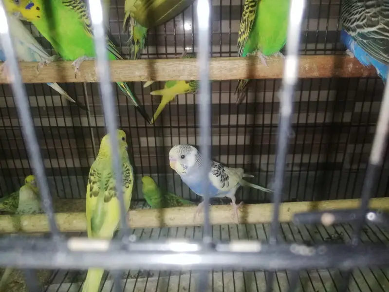 Budgies and lovebirds' pair for sale — photo 5