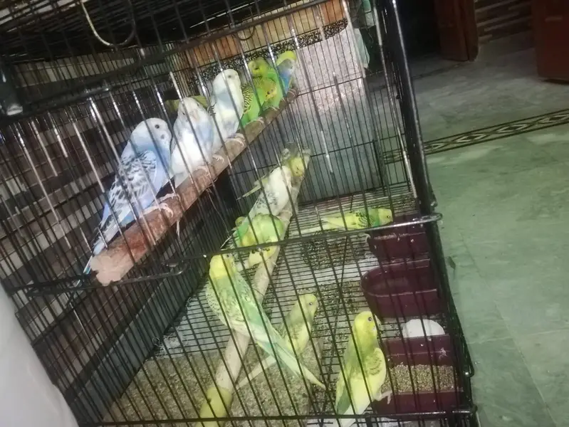 Budgies and lovebirds' pair for sale — photo 6