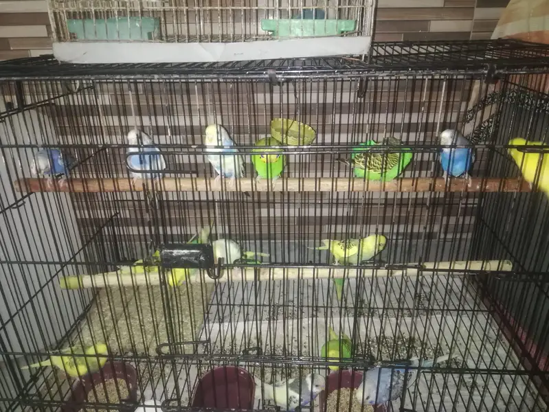 Budgies and lovebirds' pair for sale — photo 8