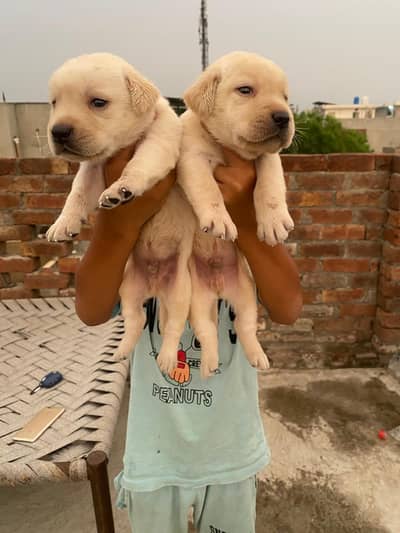 Labrador pupies