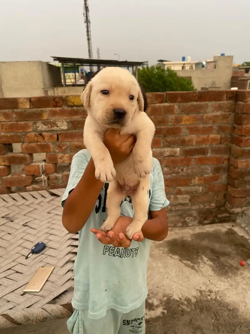 Labrador pupies — photo 2