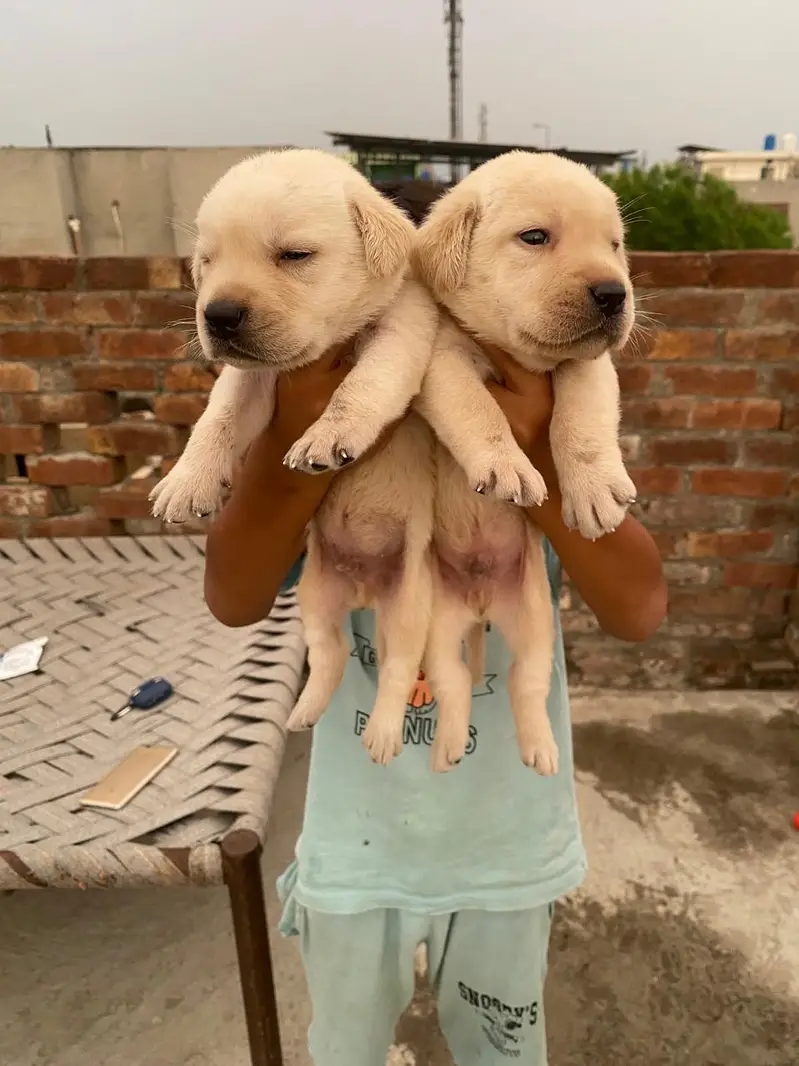 Labrador pupies — photo 3