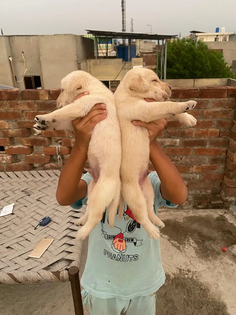 Labrador pupies — photo 4