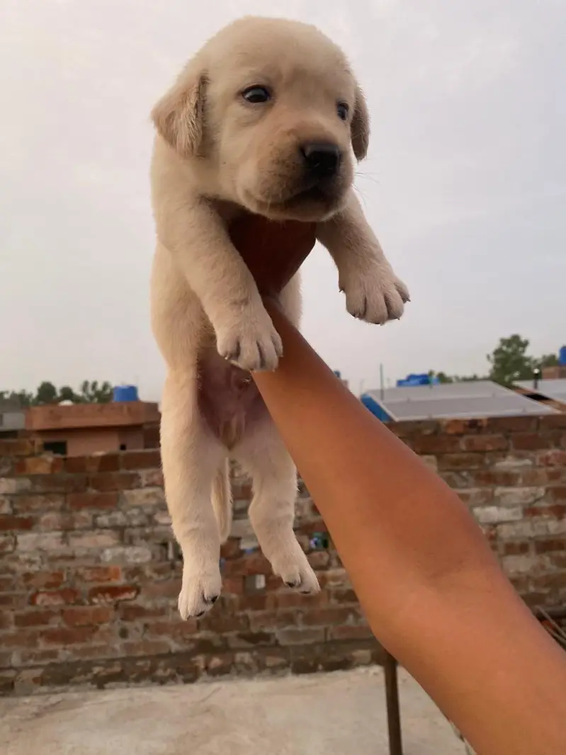 Labrador pupies — photo 5