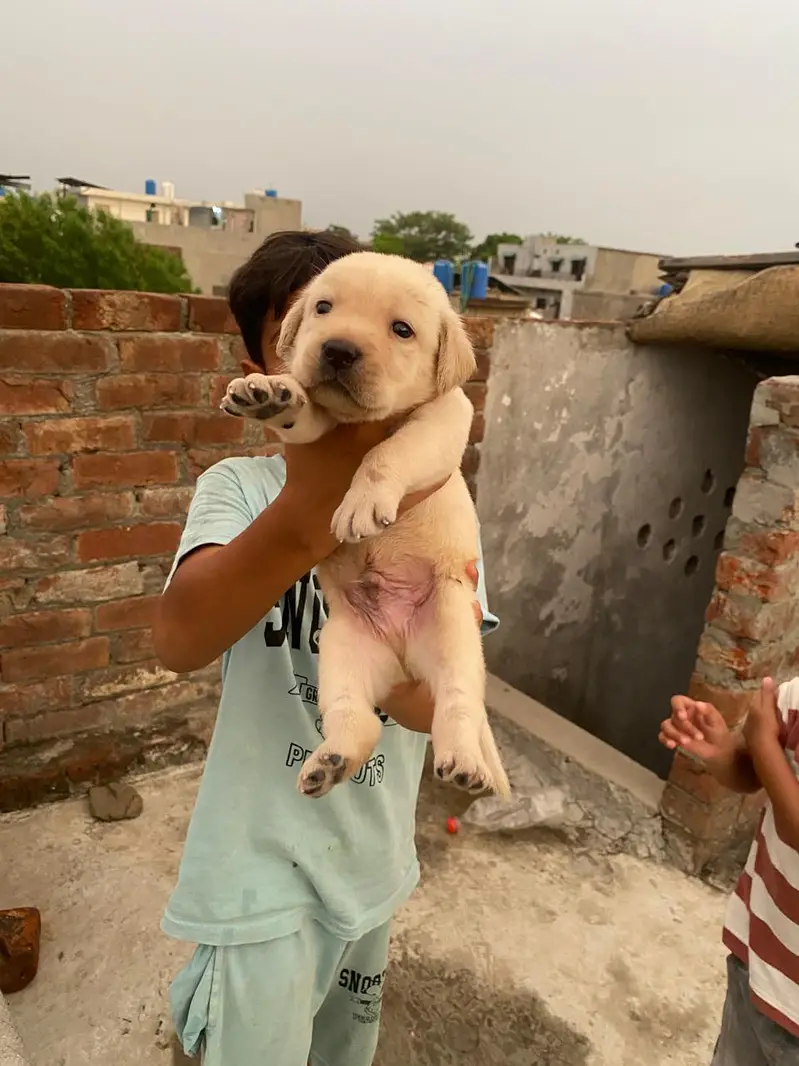 Labrador pupies — photo 6
