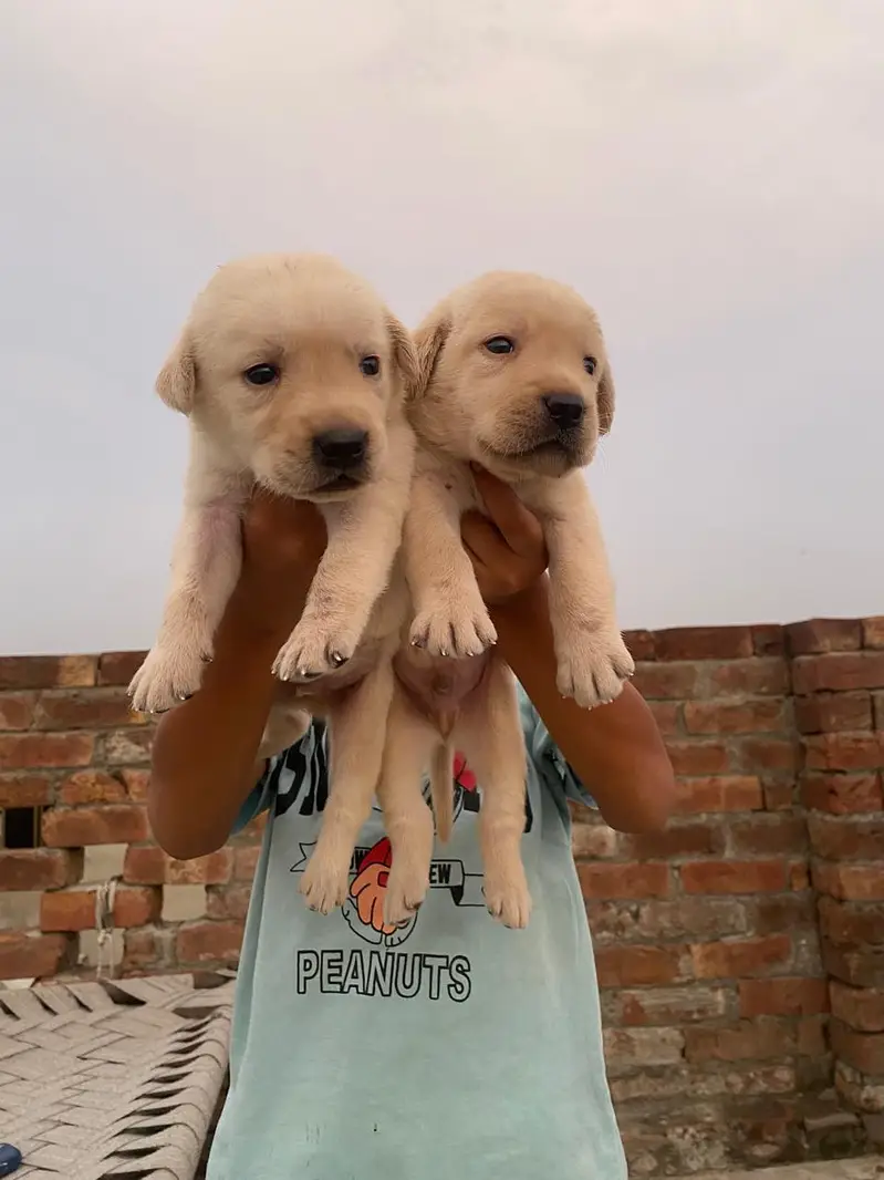 Labrador pupies — photo 7