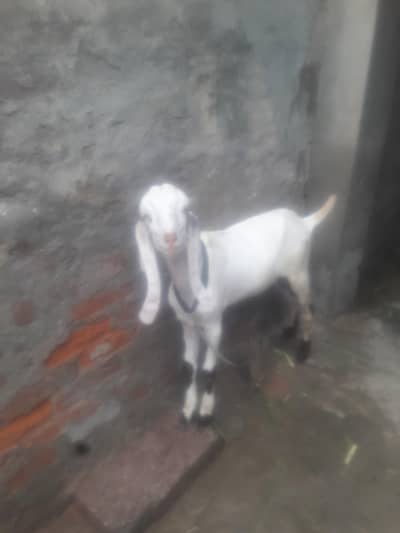 Rajanpuri Desi bakra WhatsApp 03494630682