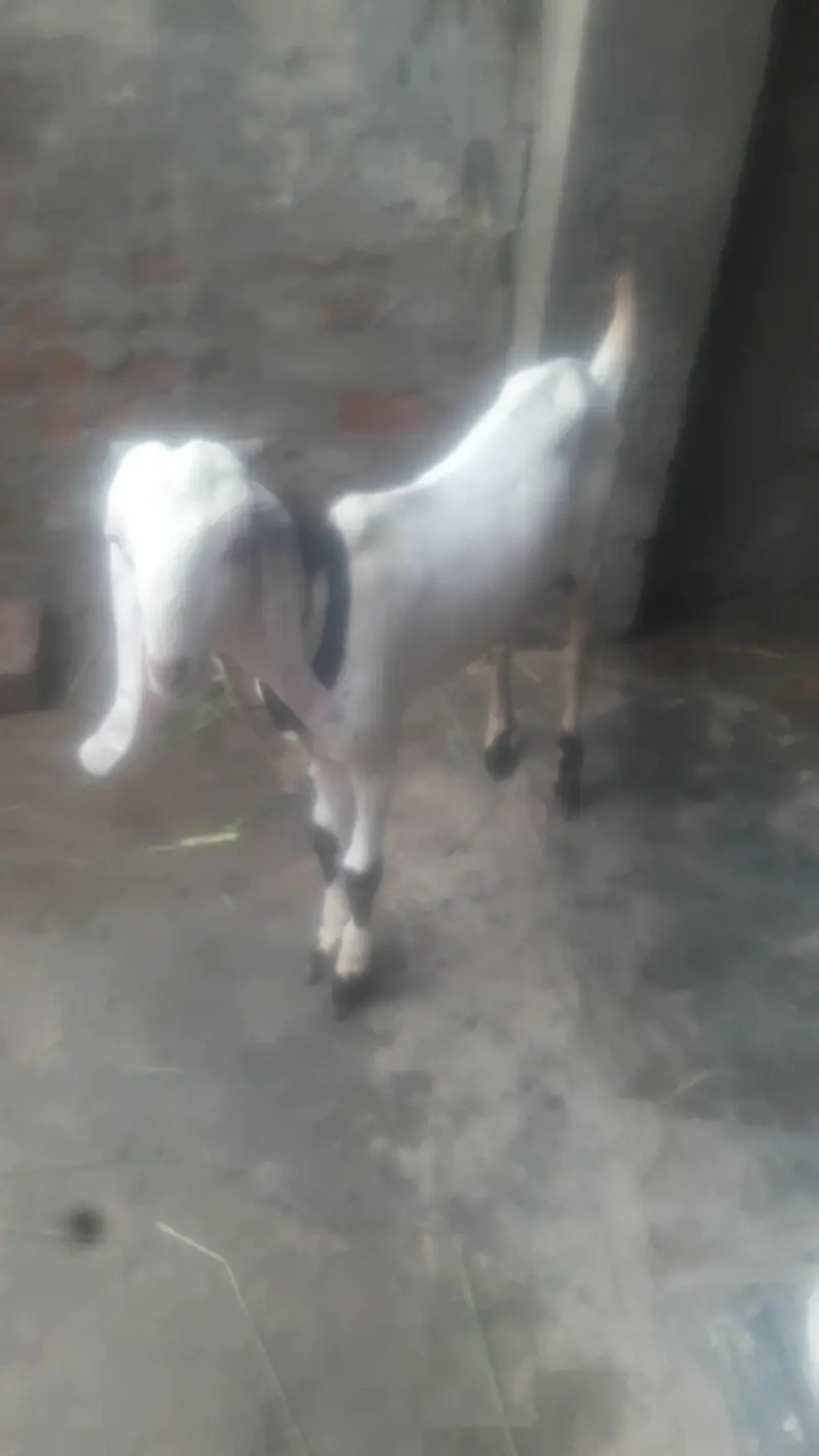 Rajanpuri Desi bakra WhatsApp 03494630682 — photo 2