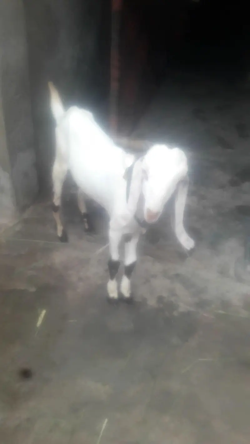 Rajanpuri Desi bakra WhatsApp 03494630682 — photo 3