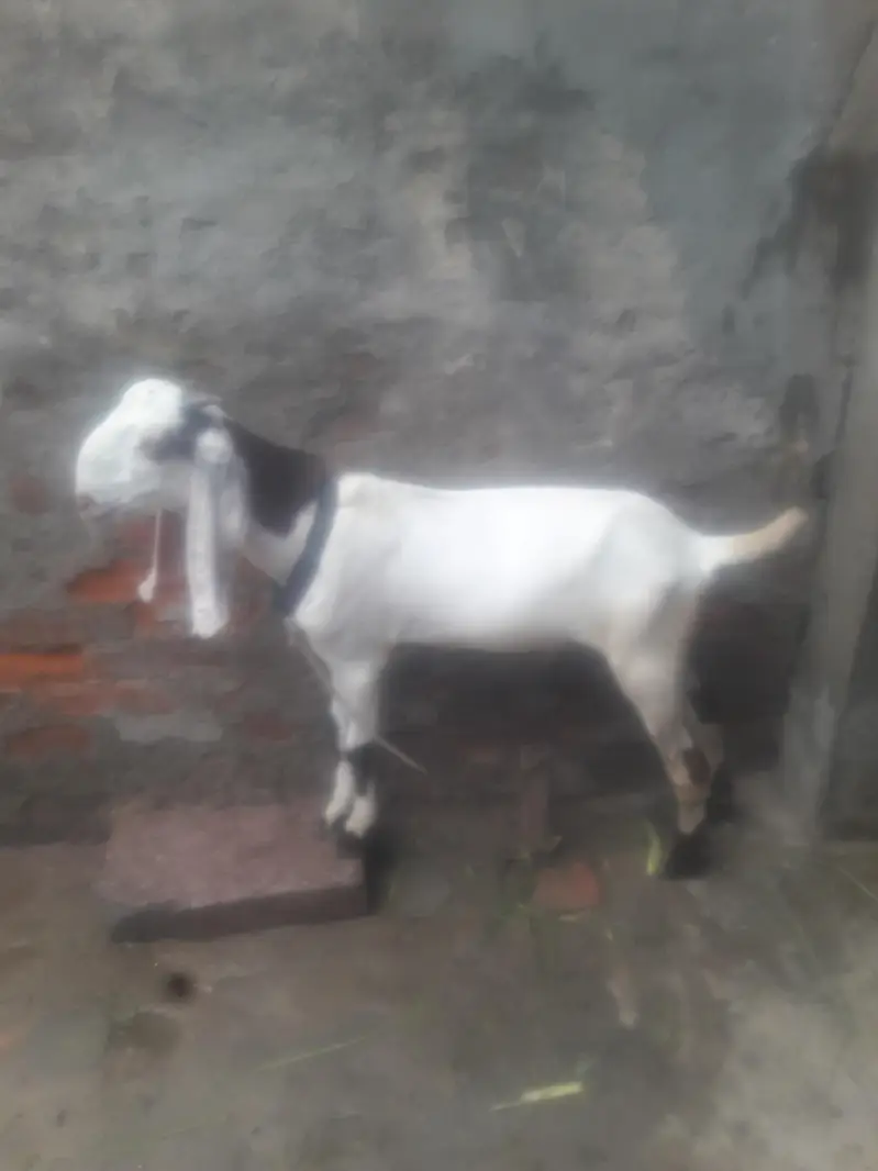 Rajanpuri Desi bakra WhatsApp 03494630682 — photo 6