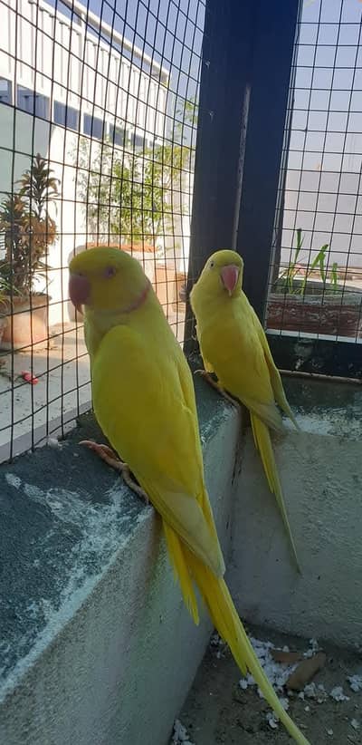 yellow parrot pair