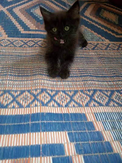 cute playfull kitten