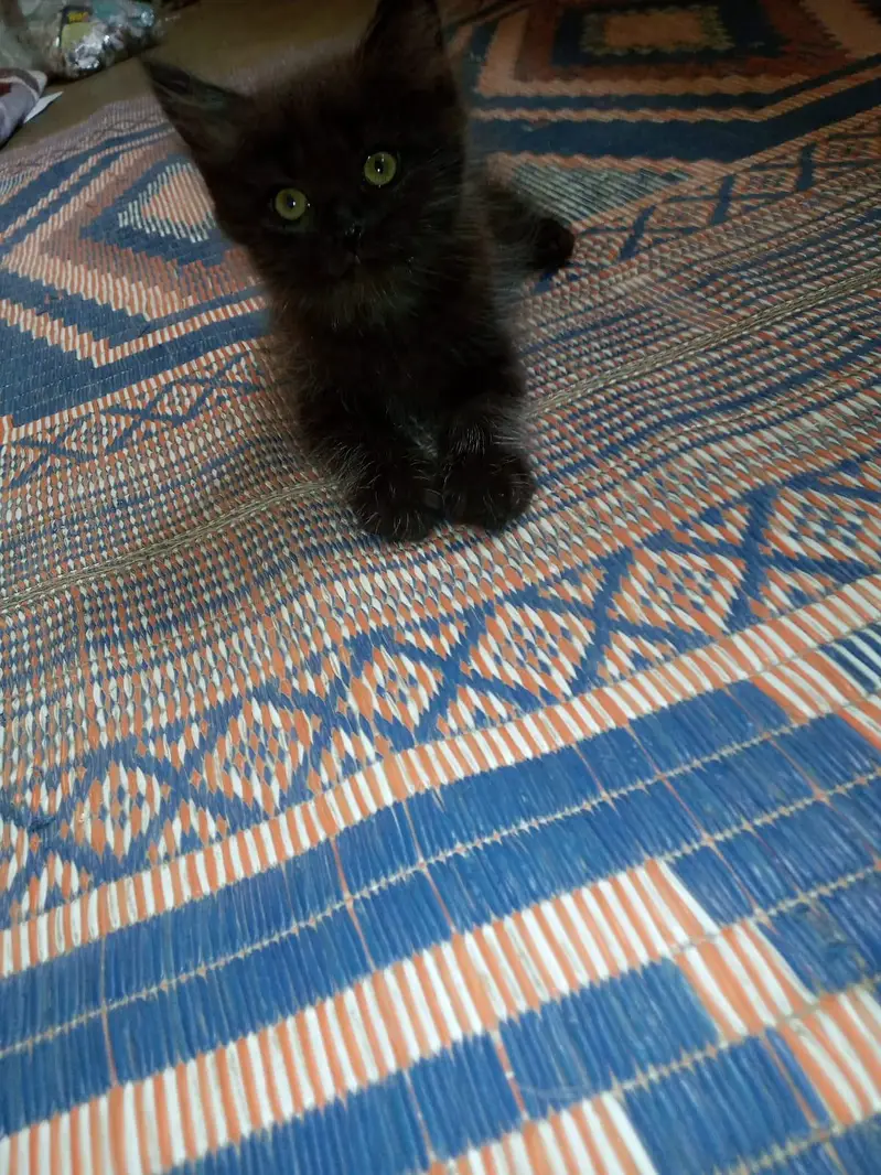 cute playfull kitten — photo 2