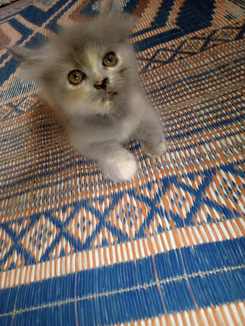 cute playfull kitten — photo 3