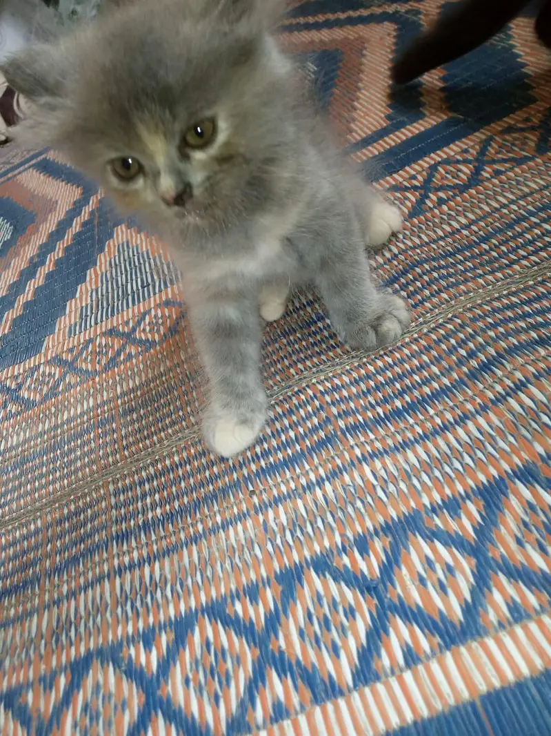 cute playfull kitten — photo 4