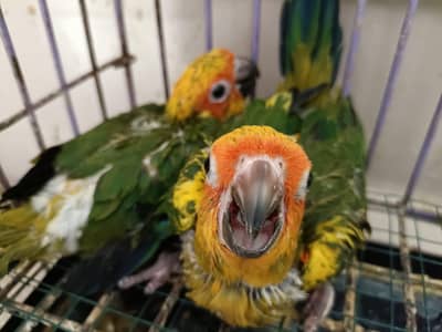 Sunconure chicks /03152248124
