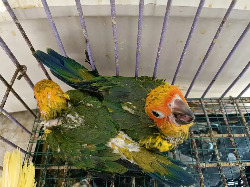 Sunconure chicks /03152248124 — photo 2