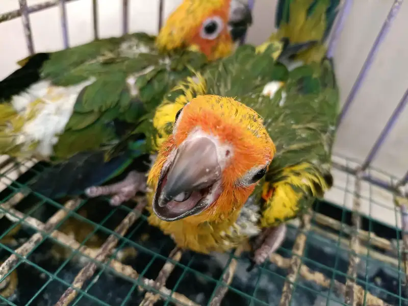Sunconure chicks /03152248124 — photo 3