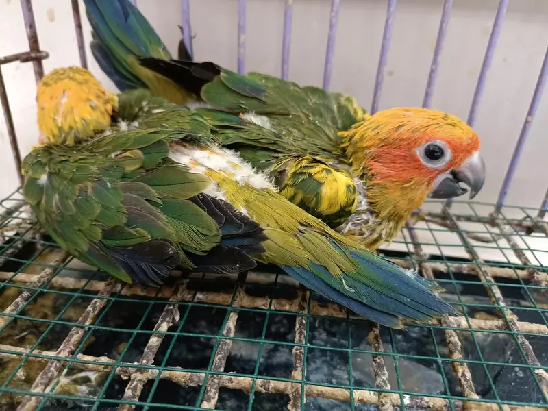 Sunconure chicks /03152248124 — photo 4