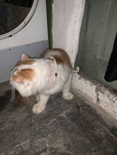 I was very excited to have a cat in my house.