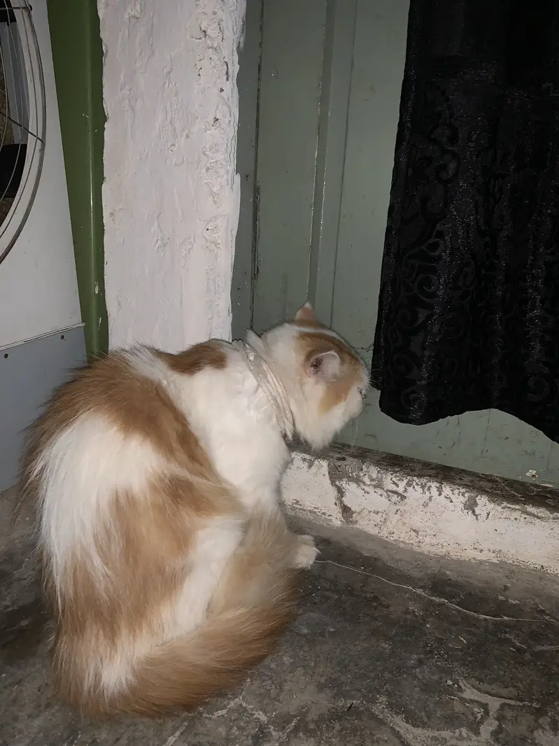 I was very excited to have a cat in my house. — photo 2