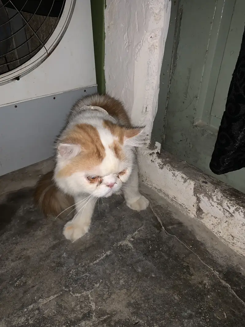 I was very excited to have a cat in my house. — photo 3