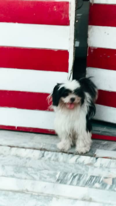 Shtizu dog for sale