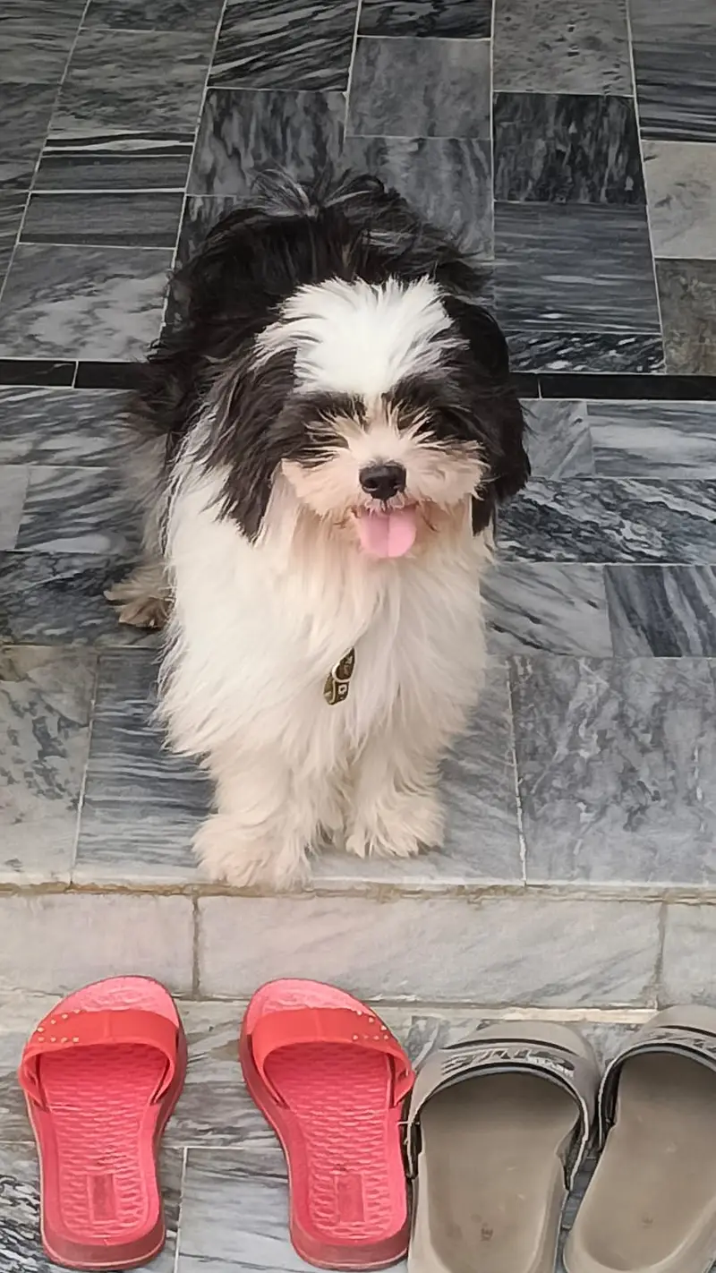 Shtizu dog for sale — photo 2