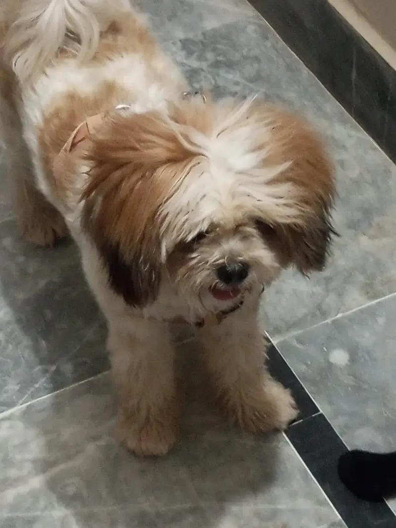 Shtizu dog for sale — photo 3
