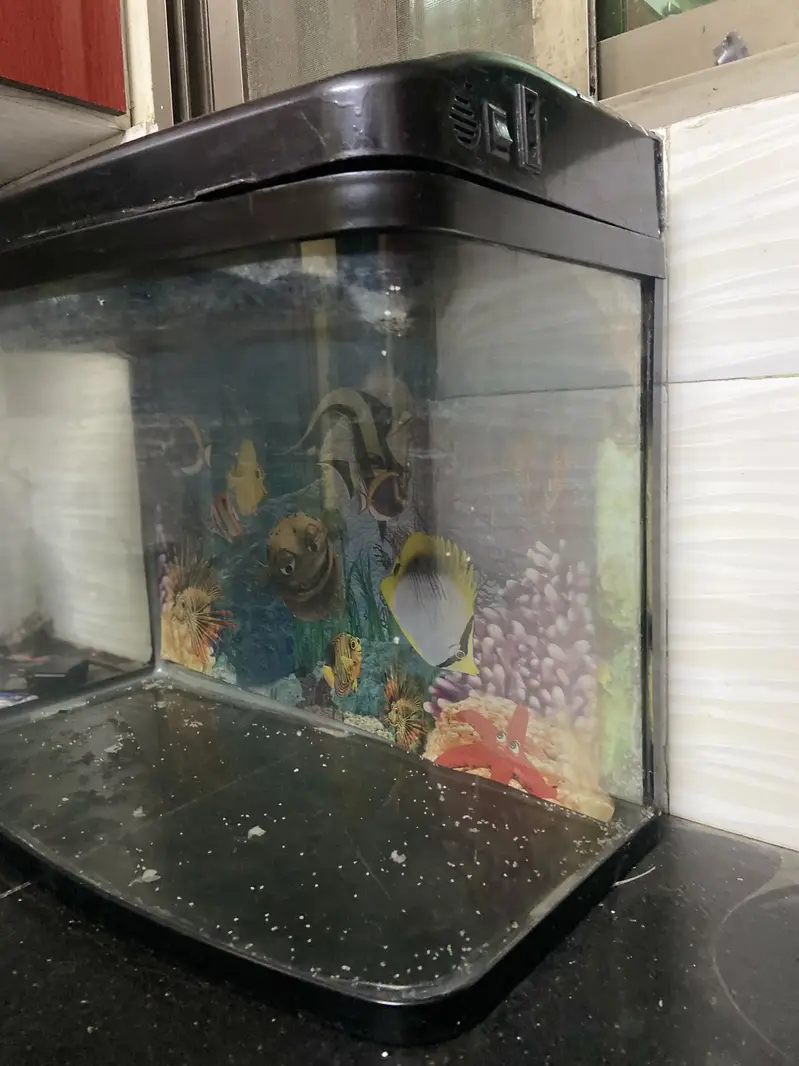 Aquarium with stones — photo 3