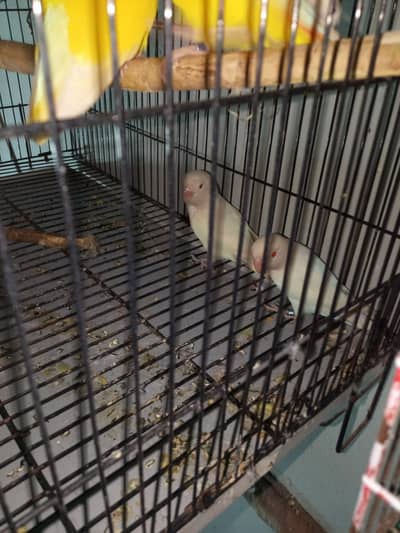 white love birds pair red eyes a one breeder pair