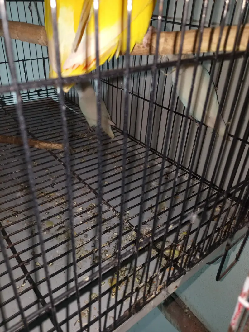 white love birds pair red eyes a one breeder pair — photo 2
