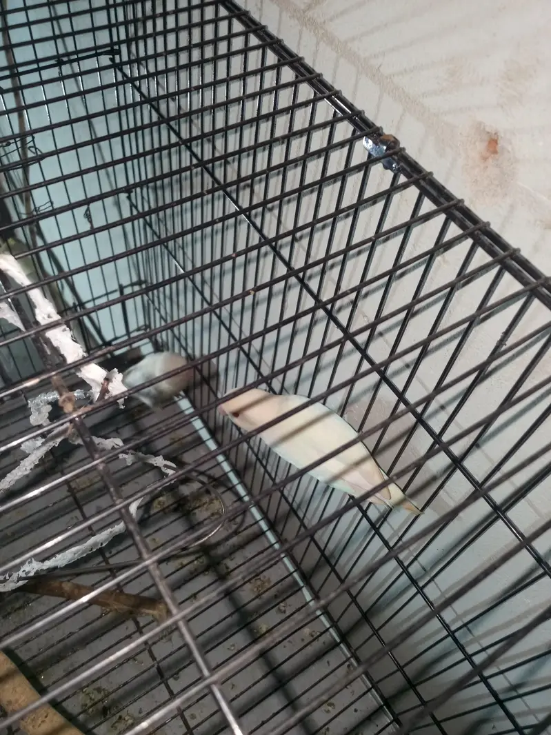 white love birds pair red eyes a one breeder pair — photo 3