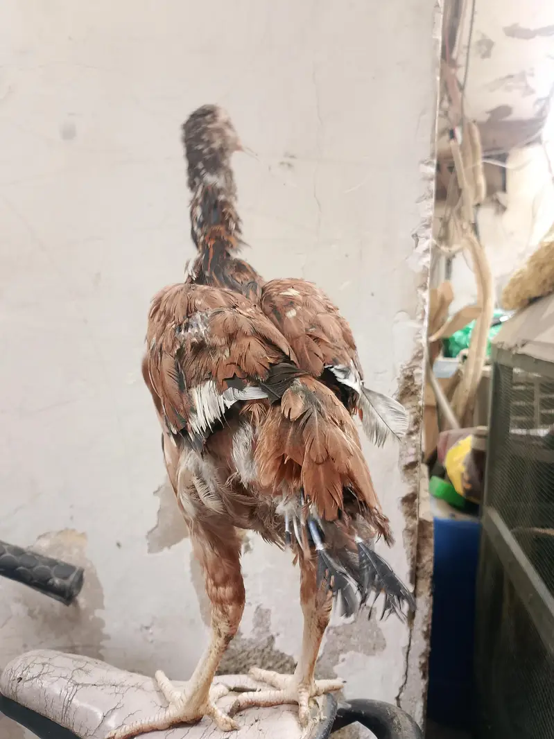 Aseel minawali murghi — photo 6