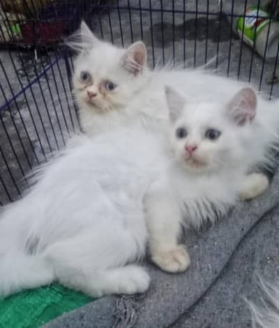 persain Cate kitten for sale Sami punch eyes colour White tripal Cod