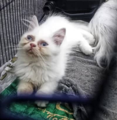 persain Cate kitten for sale Sami punch eyes colour White tripal Cod