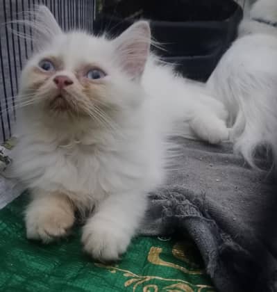 persain Cate kitten for sale Sami punch eyes colour White tripal Cod