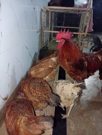 6hens and 2cocks with pinjara