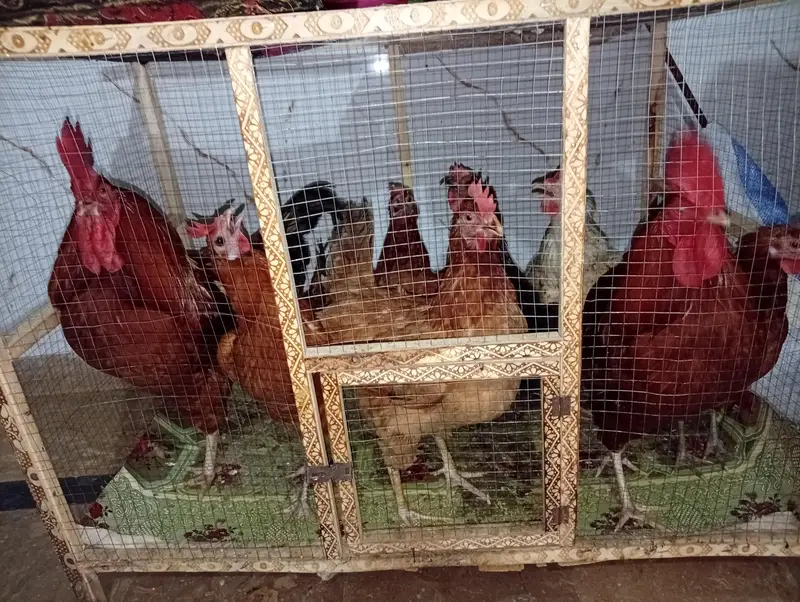 6hens and 2cocks with pinjara — photo 2