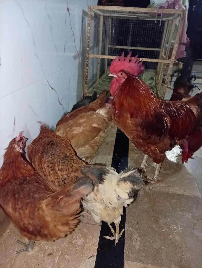 6hens and 2cocks with pinjara — photo 3
