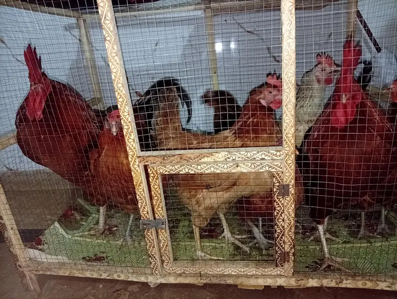 6hens and 2cocks with pinjara — photo 4
